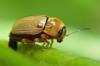 Cryptocephalus fulvus